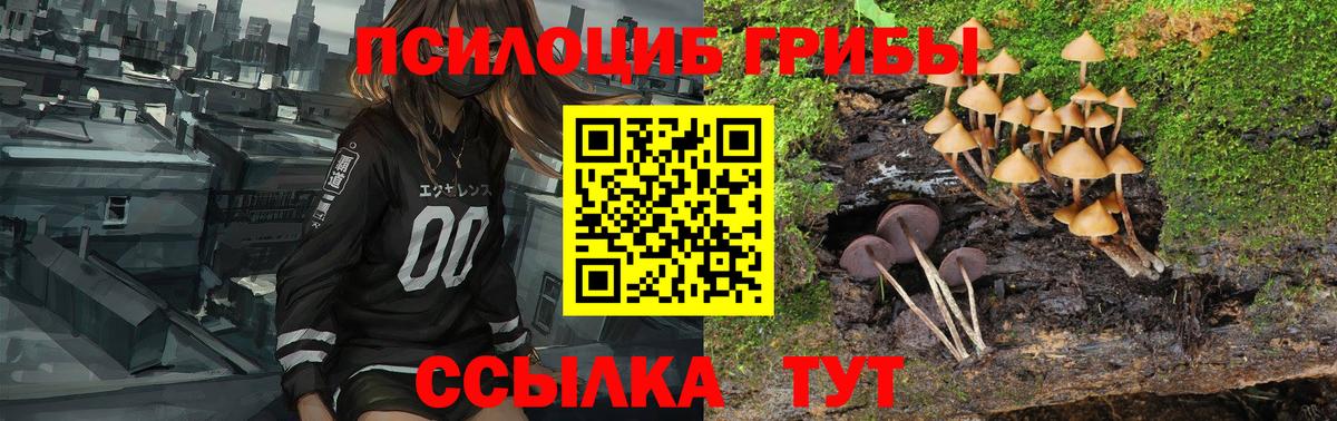 Псилоцибиновые грибы прущие грибы Богданович